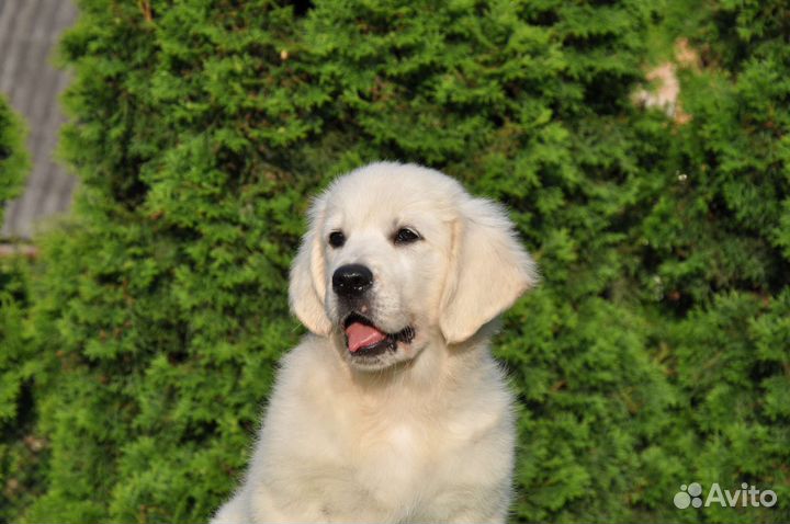 Щенки золотистого ретривера