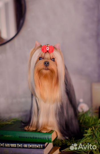 Йоркширский терьер