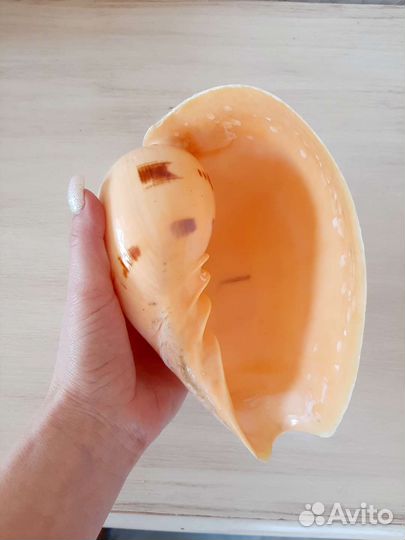 Раковина ракушка