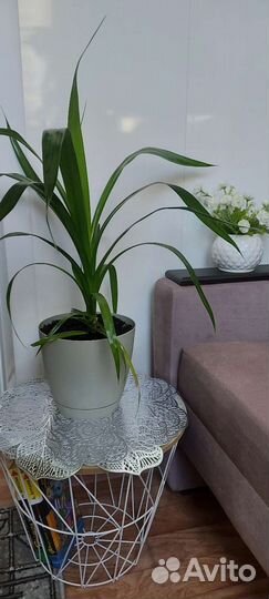 Красавец панданус в горшке