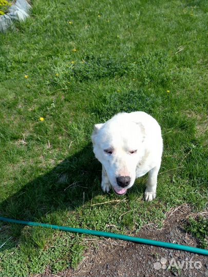 Собака, алабай девочка, 5 лет в хорошие руки