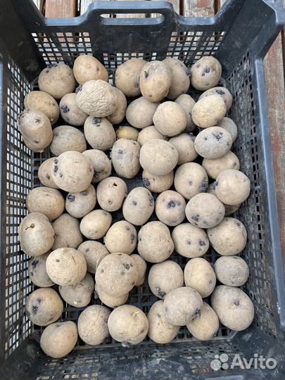 Семенной картофель