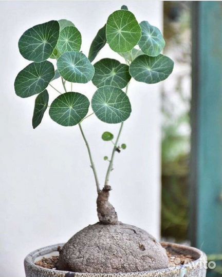 Стефания эректа