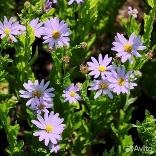 Многолетники Калимерис Блю Стар