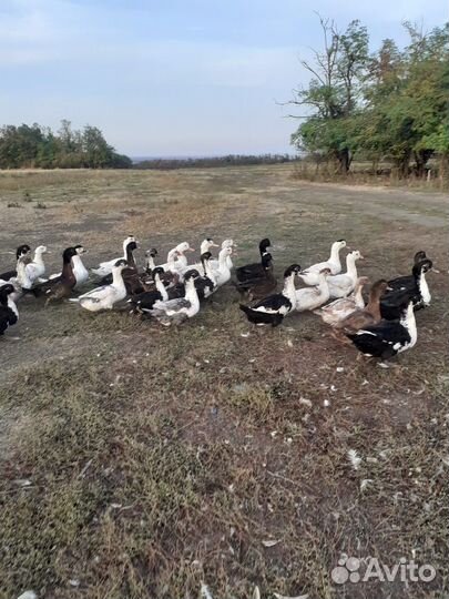 Утки и гуси