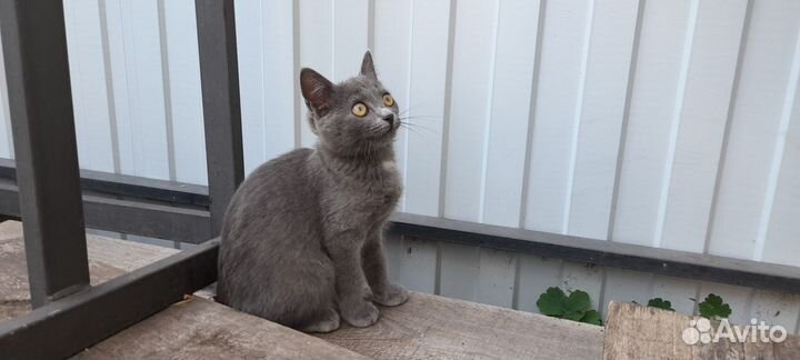Котята и котик