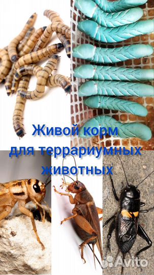 Живой корм для рептилий