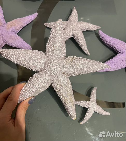 Морские звезды натуральные
