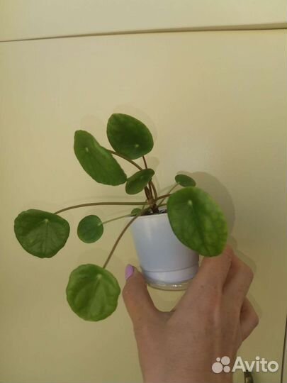 Пилея пеперовидная