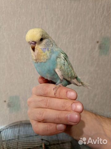 Малыши выставочного волнистого попугая объявление продам