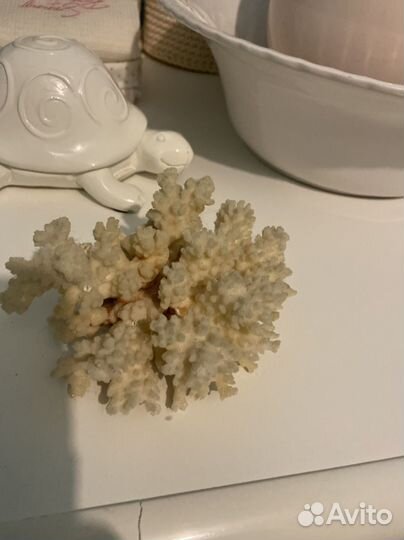 Коралл морской,натуральный