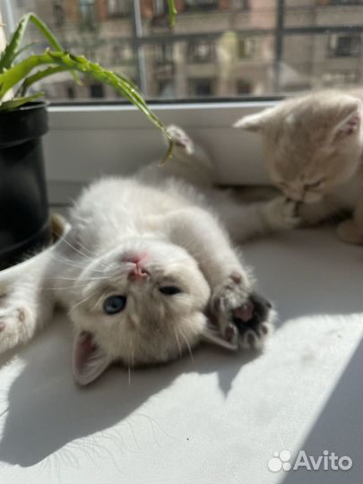 Котята Шотландские прямоухие