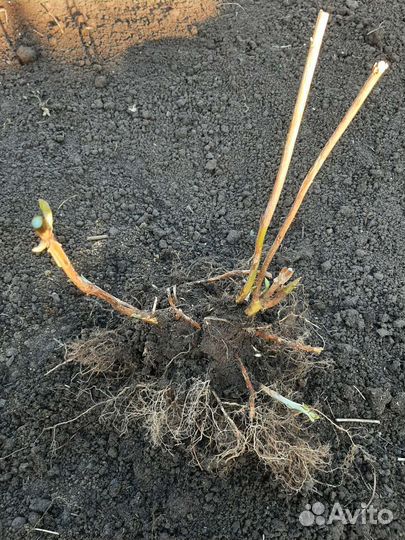 Гортензия древовидная Annabelle