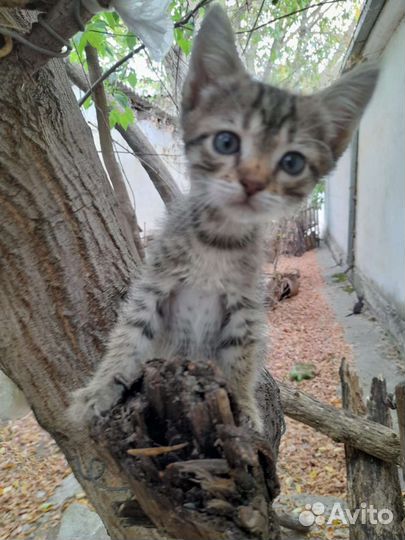 Отдам в добрые руки