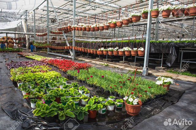 Вахта в Москве маркировщик рассады в теплице