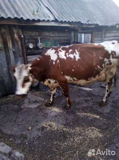Продается корова с телком