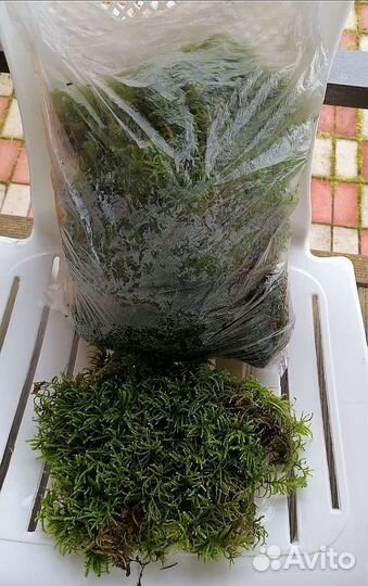 Живой Мох Сфагнум