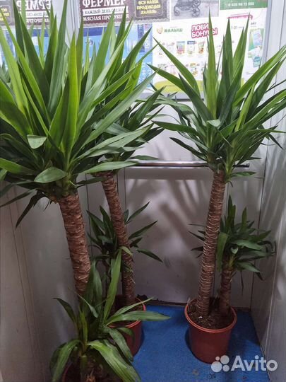 Диффенбахия,арика