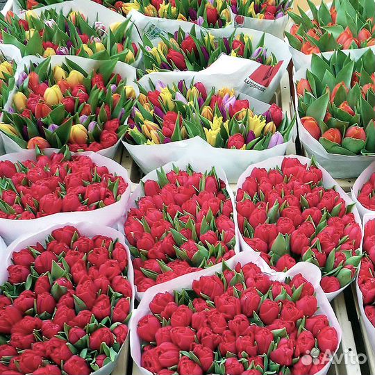 Тюльпаны оптом срез