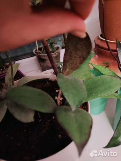 Хойя эретрина