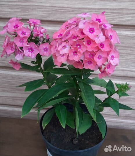 Флоксы многолетние