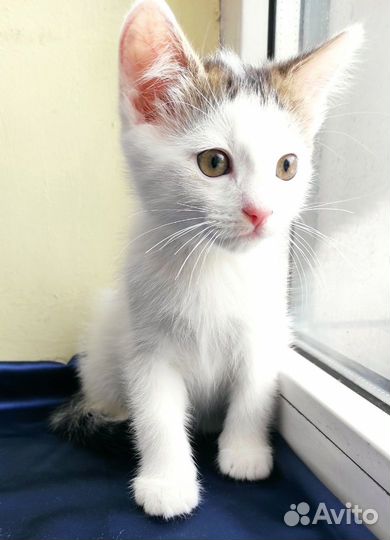 Мальчик светленькое чудо 2,5 мес