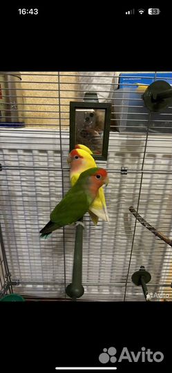 Попугаи неразлучники