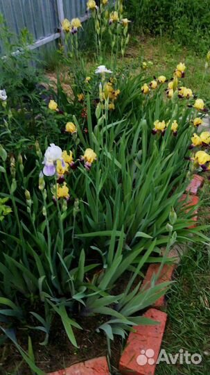 Ирисы продаются или обменяю на другой цвет