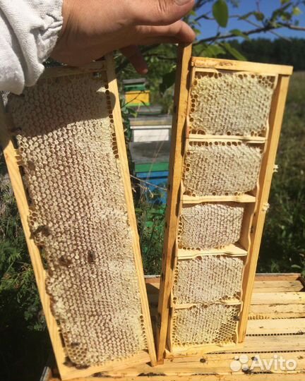 Мед из Башкирии