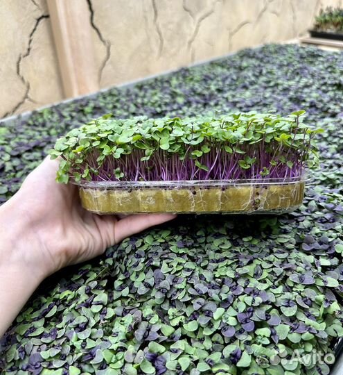 Микрозелень