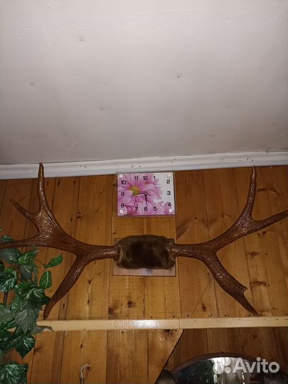 Лосиные рога красивые