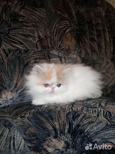Котята и подростки
