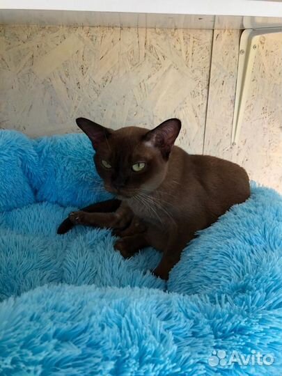 Бурманская кошка бесплатно