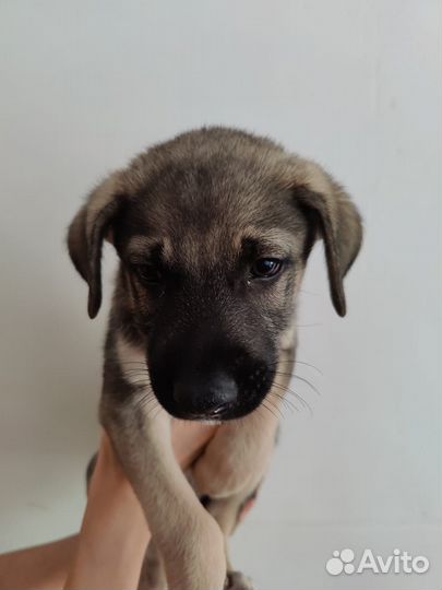 Метисы овчарки в добрые руки