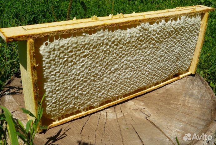 Мёд натуральный из Алтая опт. от 16 кг