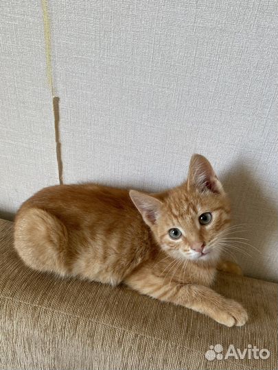 Рыжий котенок мальчик очень хочет домой