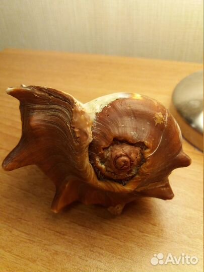 Морские раковины