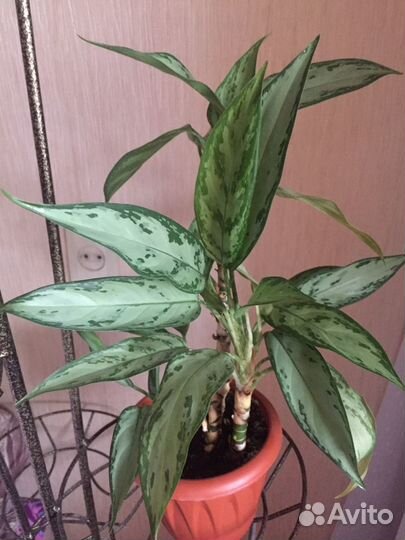 Суккуленты