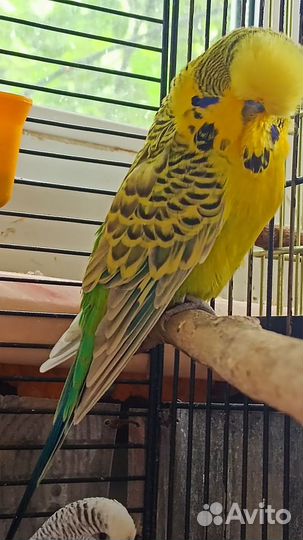 Пары амадин Гульда(проданы) и Чехов