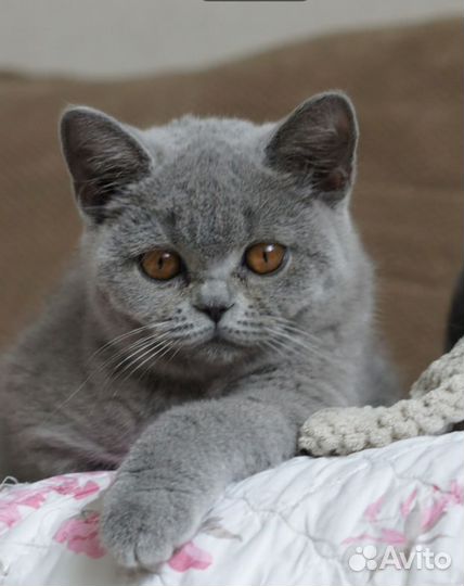 Британские котята