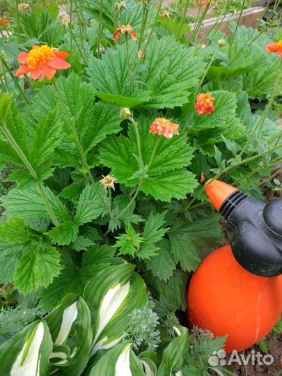 Неприхотливые многолетники