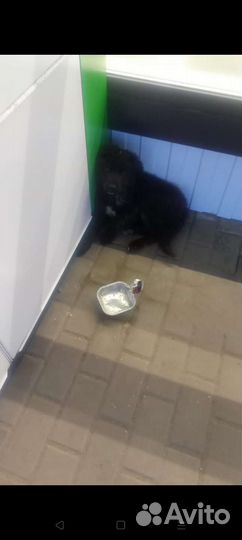 Щеночек в добрые руки