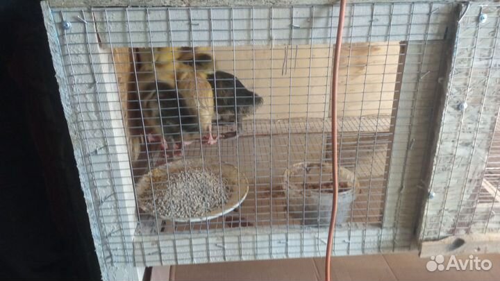 Цыплята несушки подрощенные