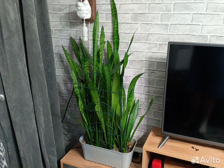 Сансевиерия