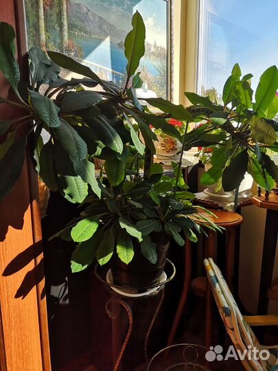 Растение для офиса молочай