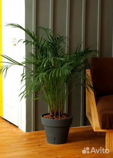 Финиковая пальма