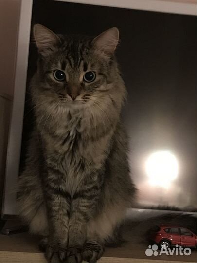 В добрые руки