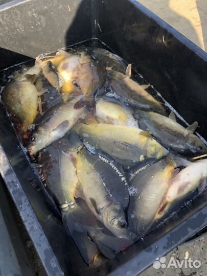 Карп, карась