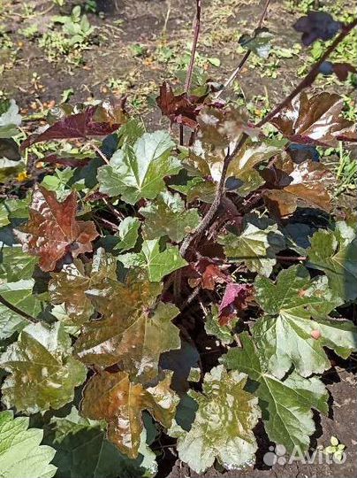 Саженцы гейхеры(сортовое название утеряно)