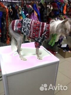 Большой выбор Одежда для собак животных